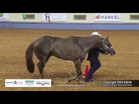 2-Year-Old Geldings - 2024 AQHA World Championship Show