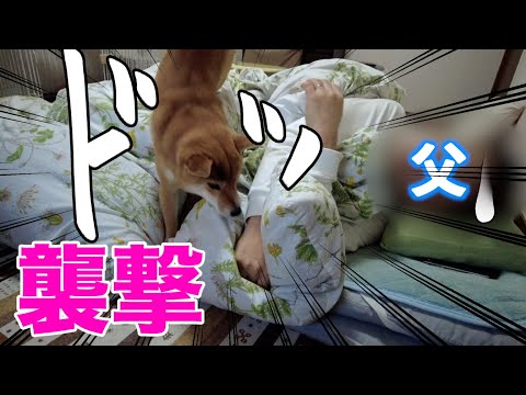 起こし方が襲撃レベルな柴犬こなつ　A Hard Day's Morning,