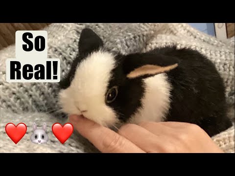 Ultra Realistic Dutch Rabbit Reborn Bunny Tanya Artlife Bearpile Art Doll Lifelike Rabbit Unboxing