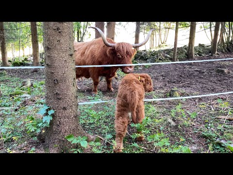 Calf wrong side of the fence