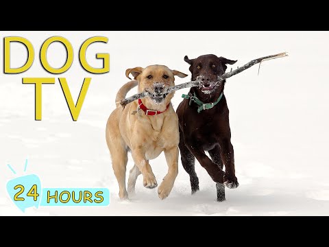 DOG TV for Dogs to Watch: Best Videos to Relax Dogs When Home Alone - Anti-Anxiety Music for Dogs