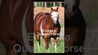 Well bred quarter horses 🔛🔝 #horse #fypシ #stophorseabuse #overbred #quarterhorse