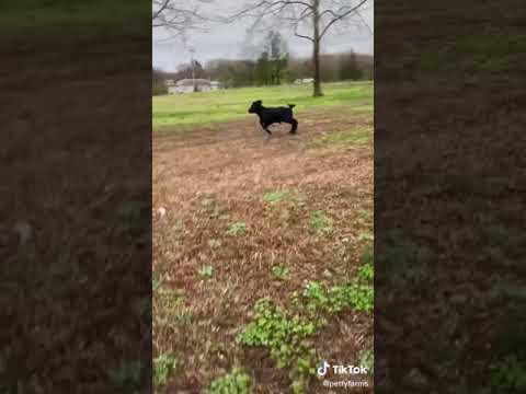 beautiful cow baby calf