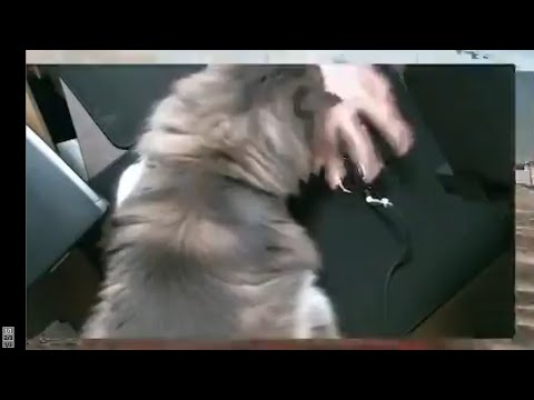 遊びたい猫vsゲームしたい飼い主 #Shorts