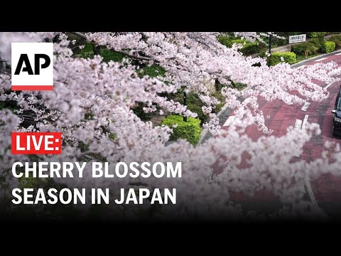 LIVE: Cherry blossom trees bloom in Japan