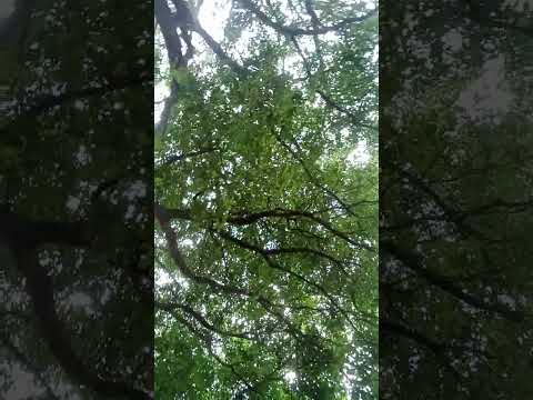 beautifulltrees#shortvideo