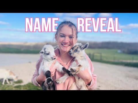 Watching These BABY GOATS Play Will Brighten Your Day!