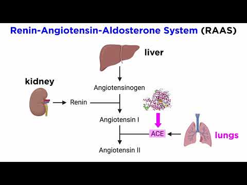 Angiotensin-Converting Enzyme Inhibitors (ACE Inhibitors)