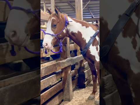 Favorite Auction Horses!