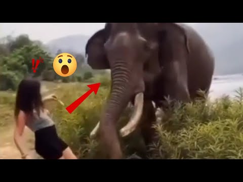 Funny Moments of Animals Attacking Humans #3 | Top list of moments.