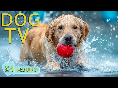 DOG TV: Video Entertain to Music Help Dogs Calm & Relax While You're Away - Happy Music for Dogs