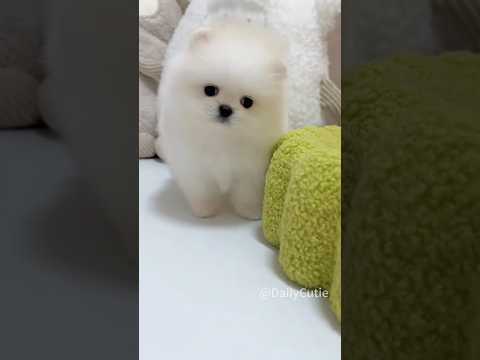 Cute Pomeranian Puppy is coming. #DailyCutie #pomeranian #cutespets  #dog #puppy