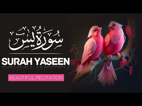 Surah Yasin (Yaseen) (HD) | 36سورۃ یس#quran #recitation #yaseen #quranforpeace #deenformuslimeen