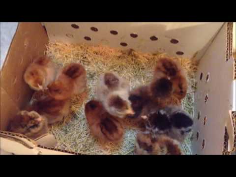 Pullet Growouts