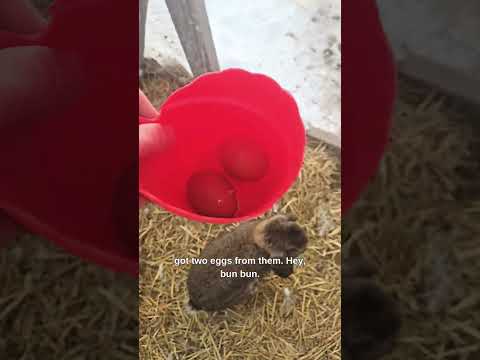 Collecting Eggs With A Bunny