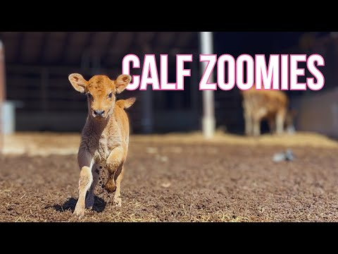 THAT WAS CRAZY!! These calf zoomies will brighten your day!