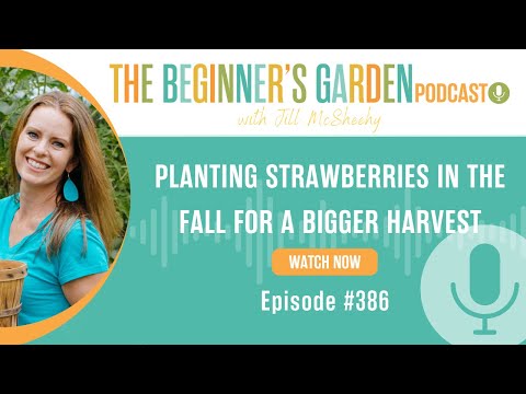 Planting Strawberries in the Fall for an Earlier and Bigger Harvest in the Summer