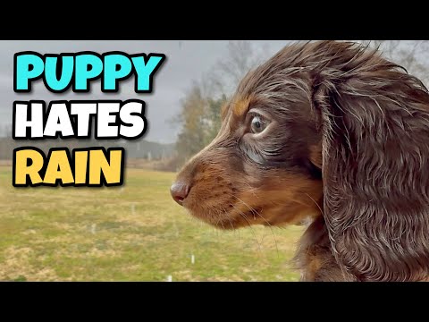 Mini DACHSHUND Puppy HATES the Rain