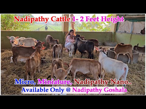 Nadipathy cattle | 1 -2 Feet Height | #youtube #animals #cow #youtubeshorts #yt #indiancattle