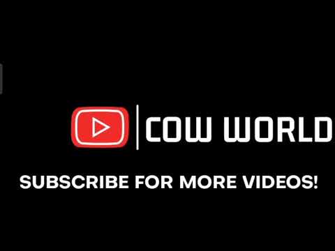 beautiful cow tiktok world