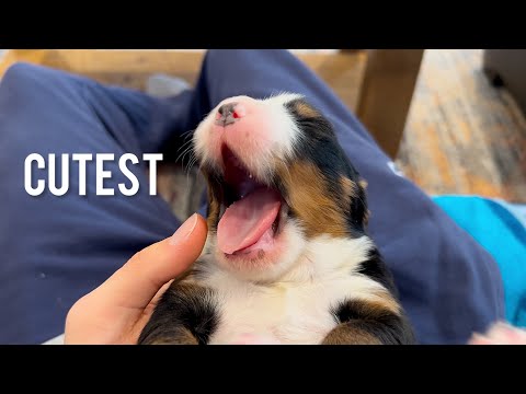 Most Adorable Puppies Ever - Week 1