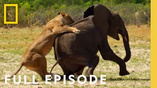 Surviving the Grasslands (Full Episode) | Hostile Planet