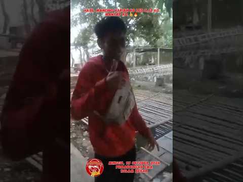 HASIL MANCING HARIAN KO LEO 3 KILOAN DI PEMANCINGAN EMA TANGERANG