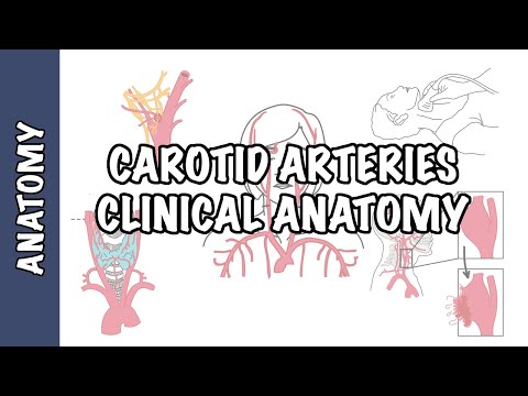 Anatomy - Carotid Artery (Carotid artery disease, aneurysm, dissection, amourosis fugax)