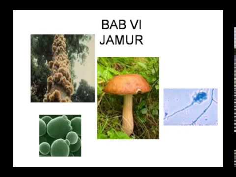 Powerpoin Biologi-bab vi jamur