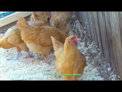 Brown Chickens