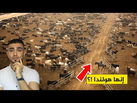 تربية مليار بقرة في هولندا بطرق مذهلة😱 مزارع الأبقار من كوكب ثاني😍ستتمنى أن تعمل في هذه المزارع!؟