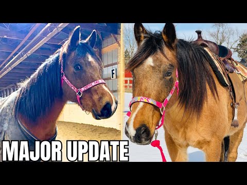 We HAVE To Discuss Dodger Our AQHA Horse…