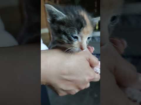 . Kitty! #shortvideo #newborn #cat #kitty #pets #pet #subscribe