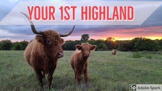 Five tips for purchasing your first highland!