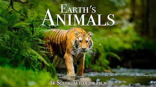 Earth's Animals - Scenic Wildlife Film with Inspiring Music