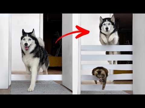 Hilarious Husky & Cat Teamwork to Destroy a Toilet Paper Wall! NEW Challenges For Dogs And Cats