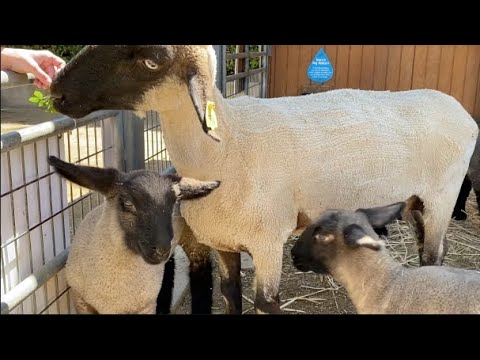 ANIMALS on the FARM for KIDS | Cute Baby Lambs | FARM BABIES baaing, playing and eating