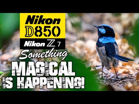 Nikon D850 & Nikon Z7 | Something MAGICAL is Happening!