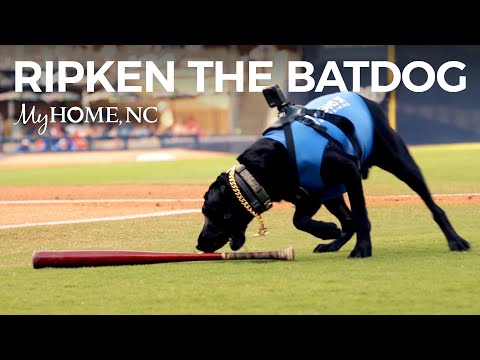 Baseball's Cutest Batdog Fetches Fame with the Durham Bulls