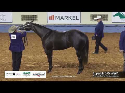 Yearling Colts - 2024 AQHA World Championship Show