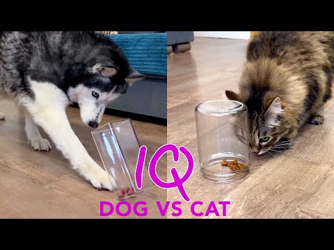 Is a Husky Really Smarter Than a Cat? New IQ Test for Cats and Dogs