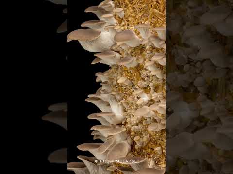 Time Lapse of Oyster mushrooms grow  #shorts