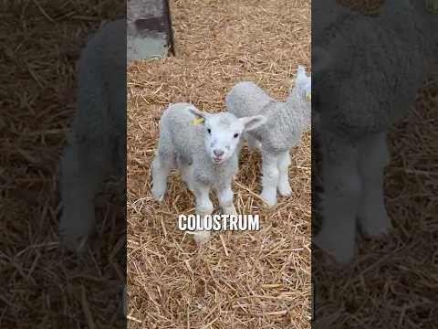 Lambs and the importance of colostrum: a 101!