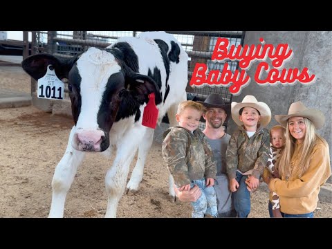 Roshek Kids Buy Their Own Baby Cows! KIDS LEARN/CALF/ANIMALS/CATTLE/STOCKYARD/FARMING/JOHN DEERE