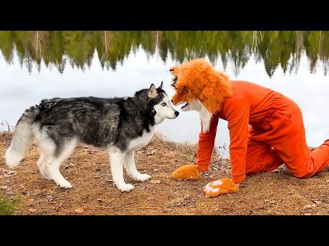 Husky's Reaction to an Unexpected Meeting  With a Fox! Funny Dogs