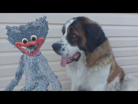 Funny cute dog is friends with the monster Haggy Waggy | Amazing video