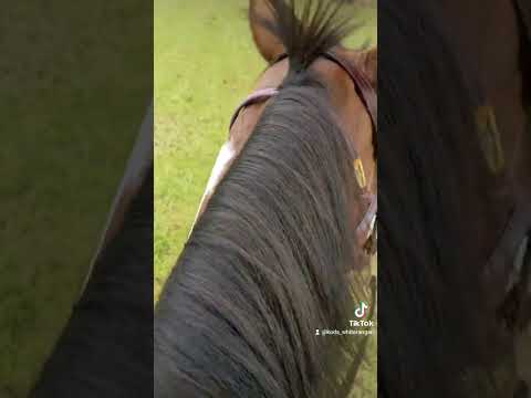 bad horsemanship or smart practical use of tack? using a halter and lead under a headstall.