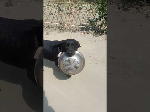 #labrador dog#plying#black labrador playing #laikadog