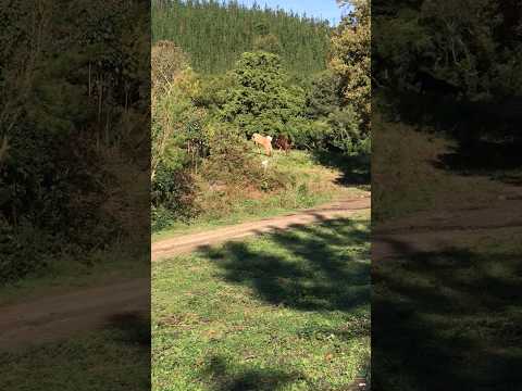 RARE MOMENT CAUGHT ON CAMERA! SYNCHRONISED BUCK AND FART!