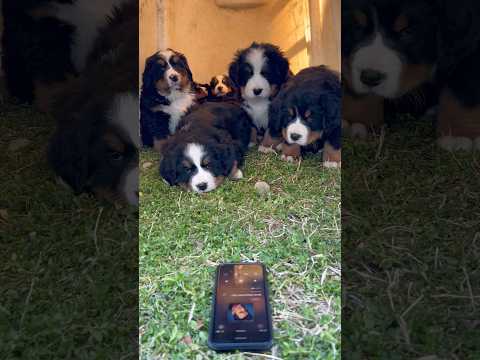 Puppies React To “Never Gonna Give You Up” #shorts